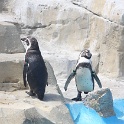Marineland - Pingouins - 002